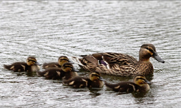 Ducklings